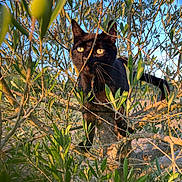 Bouba a rejoint le concours — aidez-le/la à gagner de superbes lots ! black_cat, tree, branches, leaves, outdoor, sunlight, nature, animal, pet, feline, alert, yellow_eyes, daylight, wildlife, climbing, close_up, greenery, sunshine, morning, curious