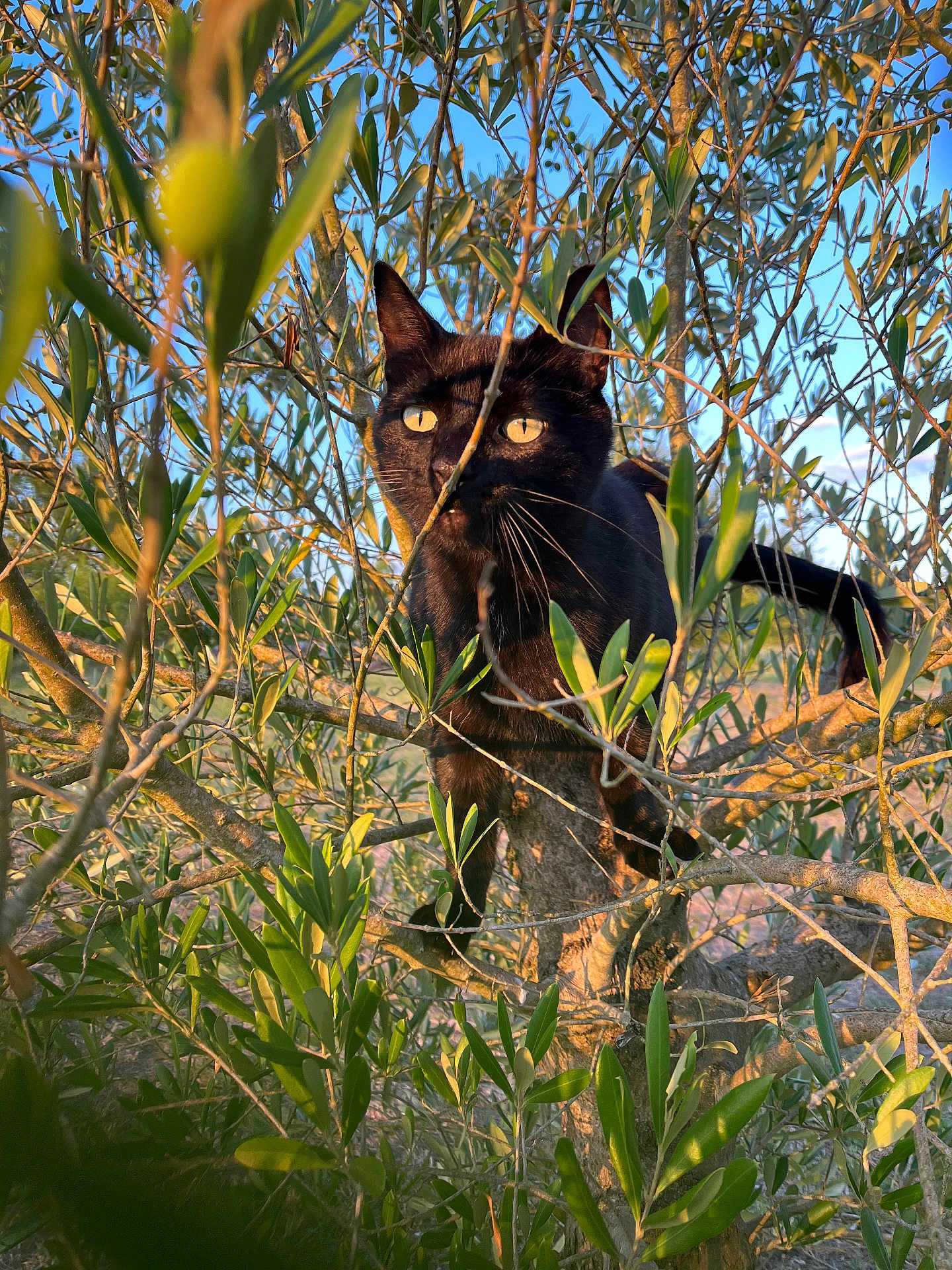 Bouba a rejoint le concours — aidez-le/la à gagner de superbes lots ! black_cat, tree, branches, leaves, outdoor, sunlight, nature, animal, pet, feline, alert, yellow_eyes, daylight, wildlife, climbing, close_up, greenery, sunshine, morning, curious