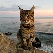 Tigger is registered to the contest to win money with this photo: cat, tabby, animal, pet, outdoor, beach, sunset, ocean, water, wood, post, fur, whiskers, collar, nature, landscape, rock, sky, calm, leash