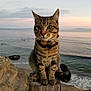 cat, tabby, animal, pet, outdoor, beach, sunset, ocean, water, wood, post, fur, whiskers, collar, nature, landscape, rock, sky, calm, leash