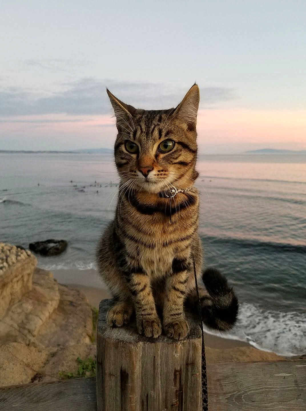 Tigger is registered to the contest to win money with this photo: cat, tabby, animal, pet, outdoor, beach, sunset, ocean, water, wood, post, fur, whiskers, collar, nature, landscape, rock, sky, calm, leash