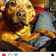 Chewy joined the competition — help win amazing prizes! advertising, dog, dog_breed, dog_like_mammal, photo_caption, puppy_love, screenshot, snout