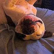 Smokey joined the competition — help win amazing prizes! arm, ear, finger, hand, neck, snout