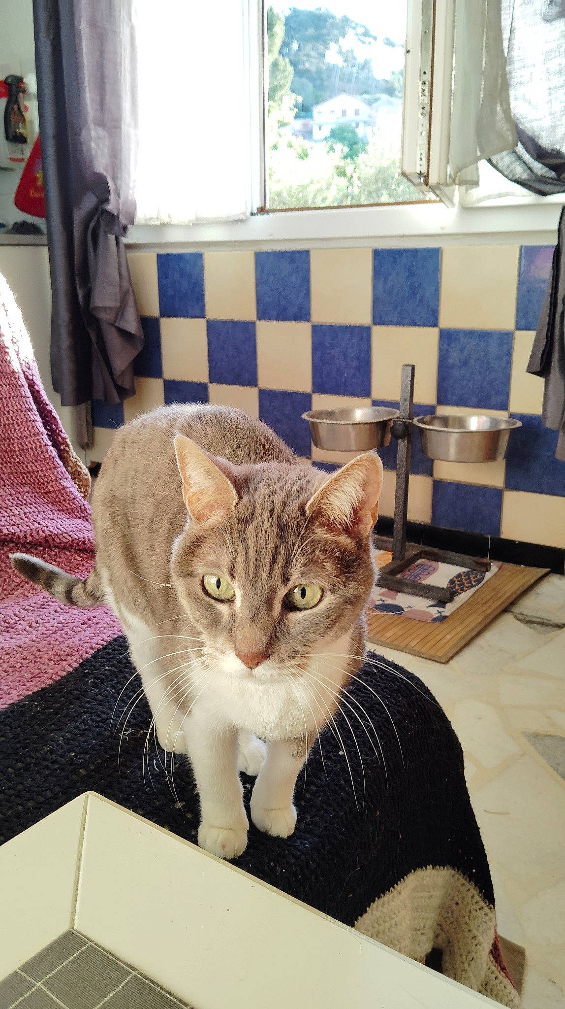 Canelle a rejoint le concours — aidez-le/la à gagner de superbes lots ! box, carnivore, cat, curtain, domestic_short_haired_cat, fawn, felidae, flooring, fur, house, linens, paw, room, small_to_medium_sized_cats, tail, whiskers, window, wood