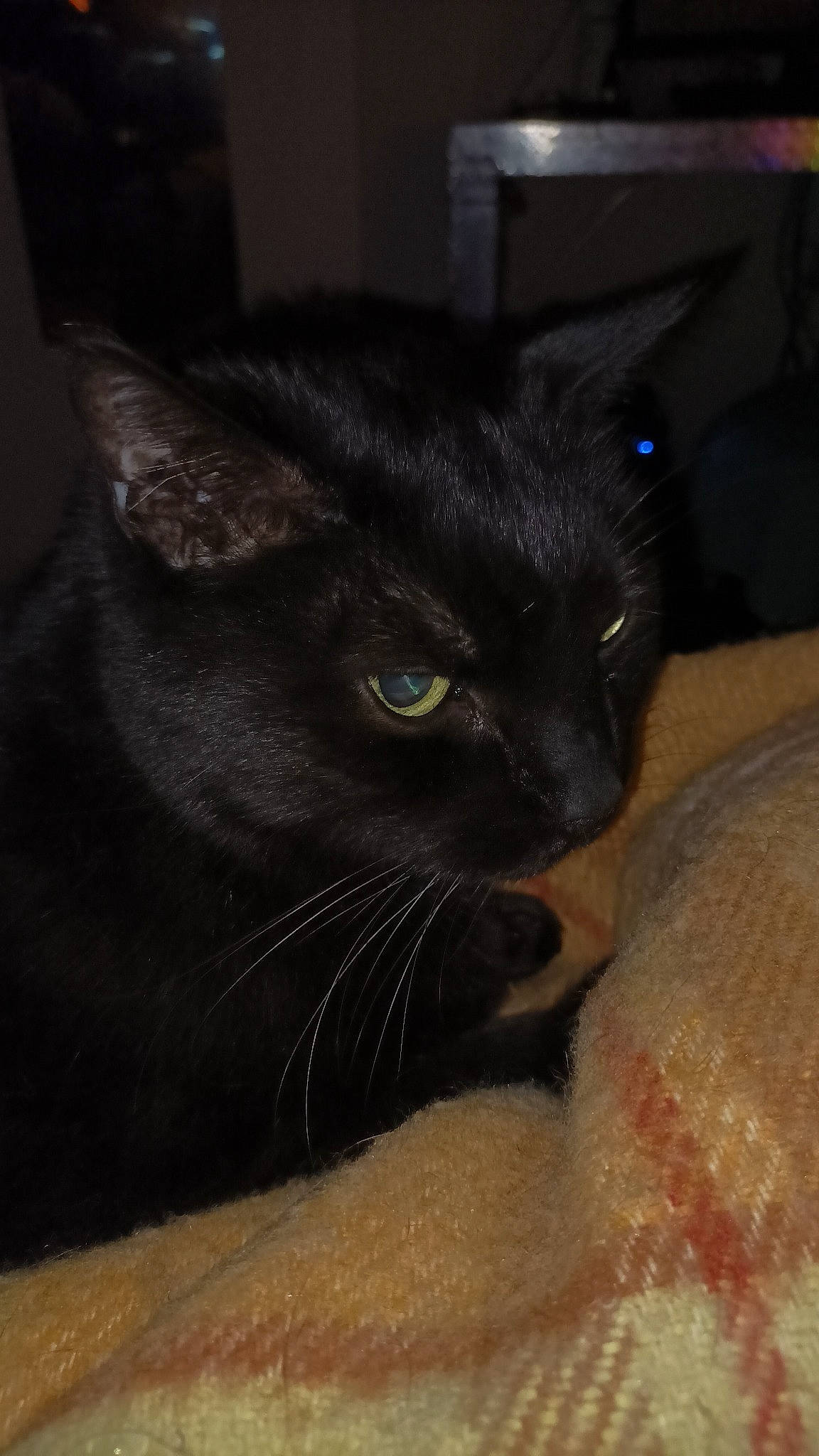 Reglisson a rejoint le concours — aidez-le/la à gagner de superbes lots ! black_cat, bombay, carnivore, cat, claw, comfort, domestic_short_haired_cat, felidae, fur, head, paw, small_to_medium_sized_cats, snout, tail, terrestrial_animal, whiskers