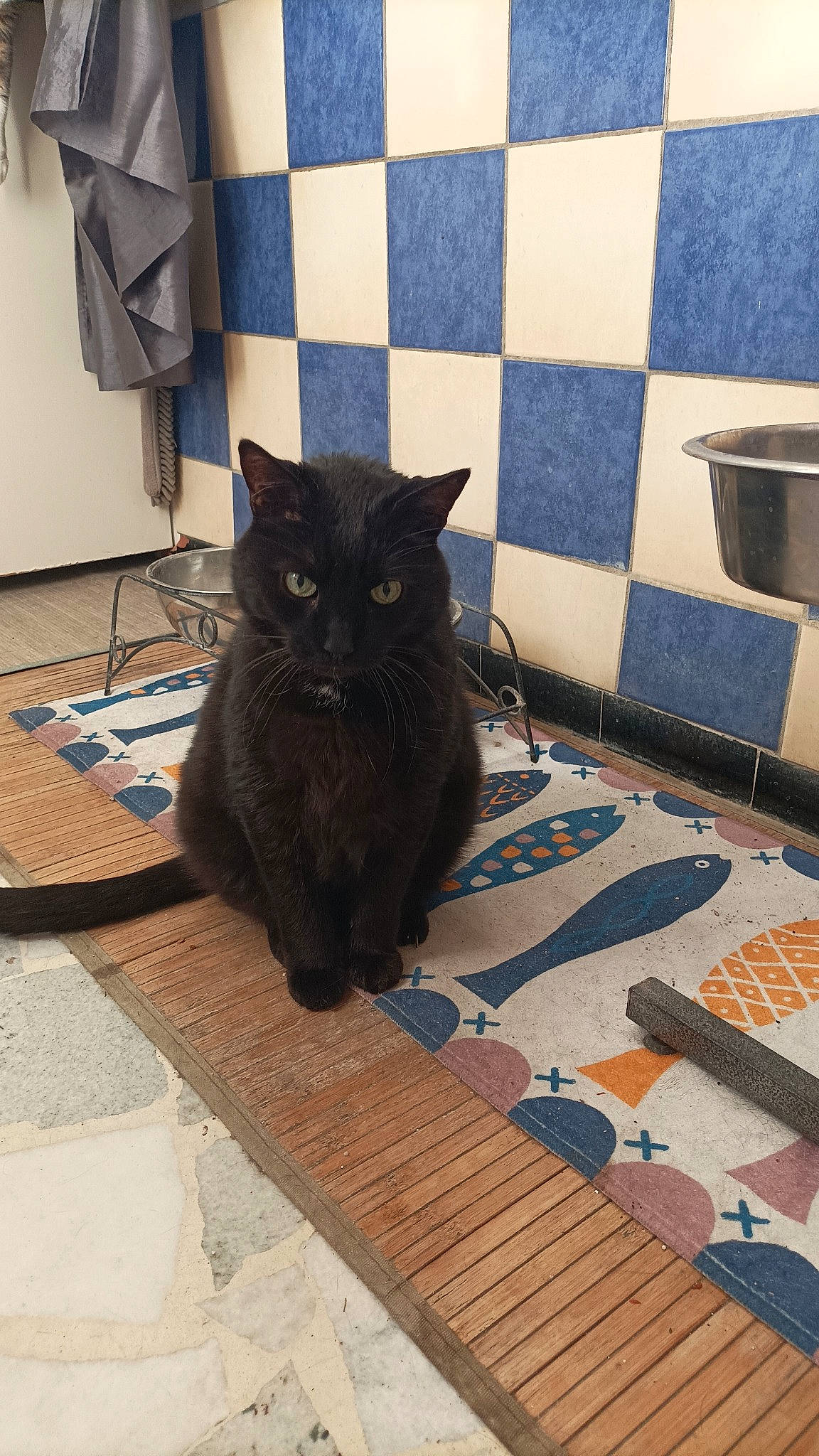 Reglisson participe au concours pour gagner de l'argent avec cette photo : black_cat, blue, bombay, carnivore, cat, domestic_short_haired_cat, electric_blue, felidae, floor, flooring, fur, grey, hardwood, pattern, room, small_to_medium_sized_cats, tail, whiskers, wood, wood_flooring