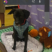 Lucky joined the competition — help win amazing prizes! dog, black_dog, pet_bed, harness, leash, toy, stuffed_animal, blanket, person, indoor, store, petsmart, banner, floor, screenshot, weather_overlay, location_overlay, animal, pet, canine