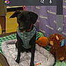 dog, black_dog, pet_bed, harness, leash, toy, stuffed_animal, blanket, person, indoor, store, petsmart, banner, floor, screenshot, weather_overlay, location_overlay, animal, pet, canine