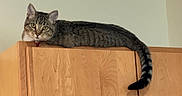 Marshmallow joined the competition — help win amazing prizes! cat, tabby_cat, wooden_cabinet, indoor, feline, pet, animal, tail, relaxed, curious, fur, ears, eyes, face, resting, household, domestic, quiet, calm, looking