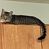 cat, tabby_cat, wooden_cabinet, indoor, feline, pet, animal, tail, relaxed, curious, fur, ears, eyes, face, resting, household, domestic, quiet, calm, looking