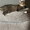 Marshmallow is registered to the contest to win money with this photo: cat, tabby, indoor, furniture, couch, gray, pet, animal, striped, relaxed, looking, whiskers, ears, paws, domestic, cozy, home, resting, alert, curious