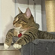 Marshmallow is registered to the contest to win money with this photo: cat, tabby, pet, indoor, cat_tree, relaxed, collar, red_tag, paws, stretching, feline, fur, whiskers, ears, claws, window, gray, scratching_post, domestic_animal, cute