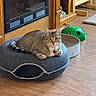 Marshmallow joined the competition — help win amazing prizes! cat, tabby, pet_bed, indoor, wooden_floor, furniture, toy, curious, animal, domestic, gray, striped, flooring, looking, ears, whiskers, collar, bell, relaxed, home