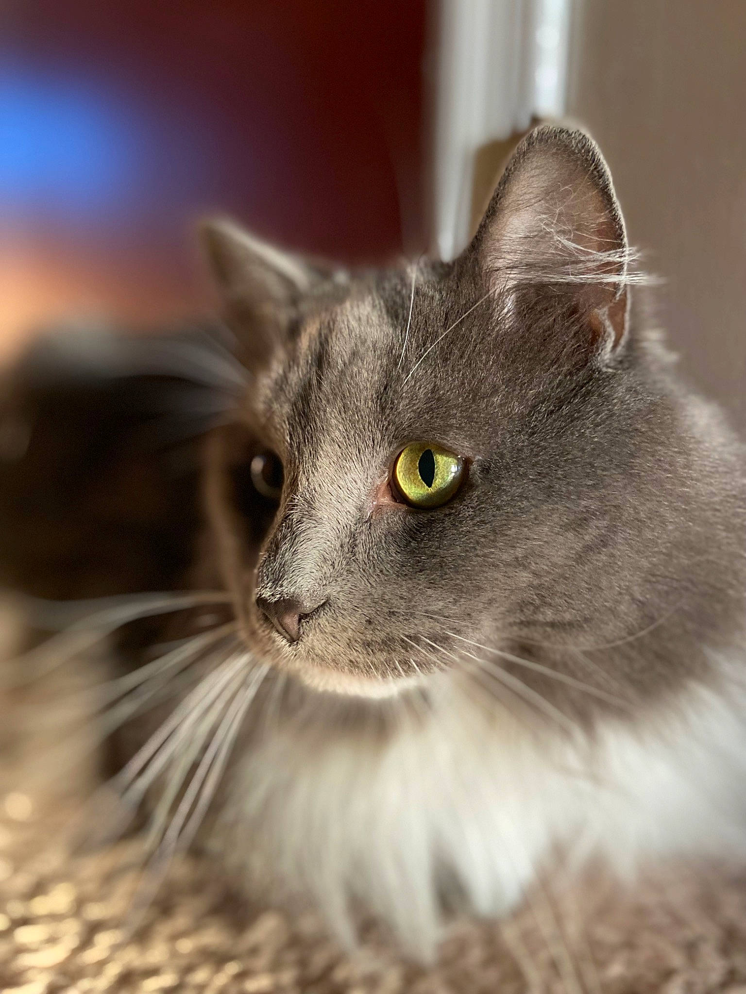 Thanatos joined the competition — help win amazing prizes! carnivore, cat, curious, domestic_short_haired_cat, felidae, fur, grass, grey, russian_blue, small_to_medium_sized_cats, snout, terrestrial_animal, whiskers, wildlife, window