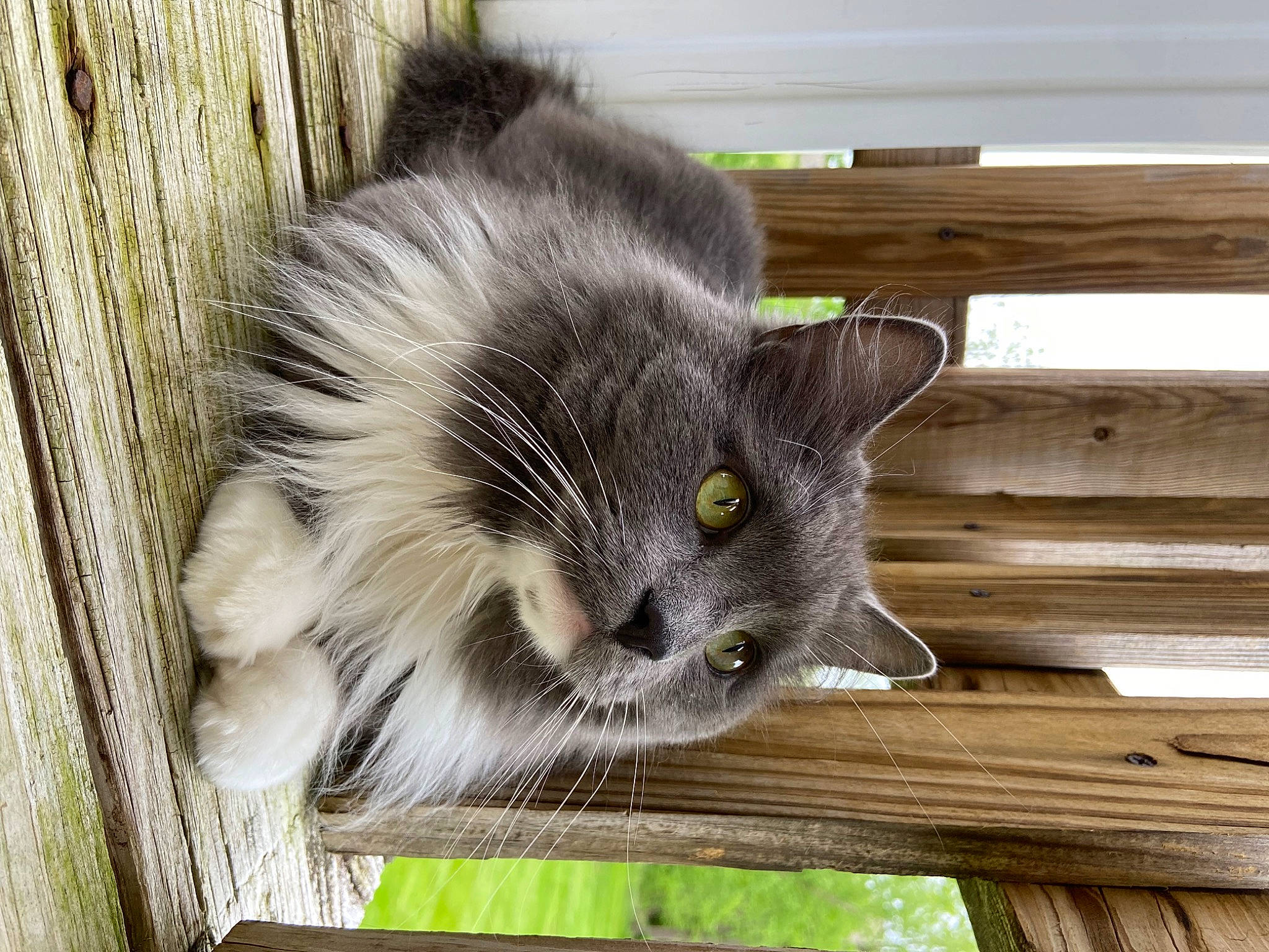 Thanatos joined the competition — help win amazing prizes! carnivore, cat, domestic_short_haired_cat, fawn, felidae, fur, grey, hardwood, paw, plank, plant, porch, small_to_medium_sized_cats, snout, tail, terrestrial_animal, tree, whiskers, window, wood