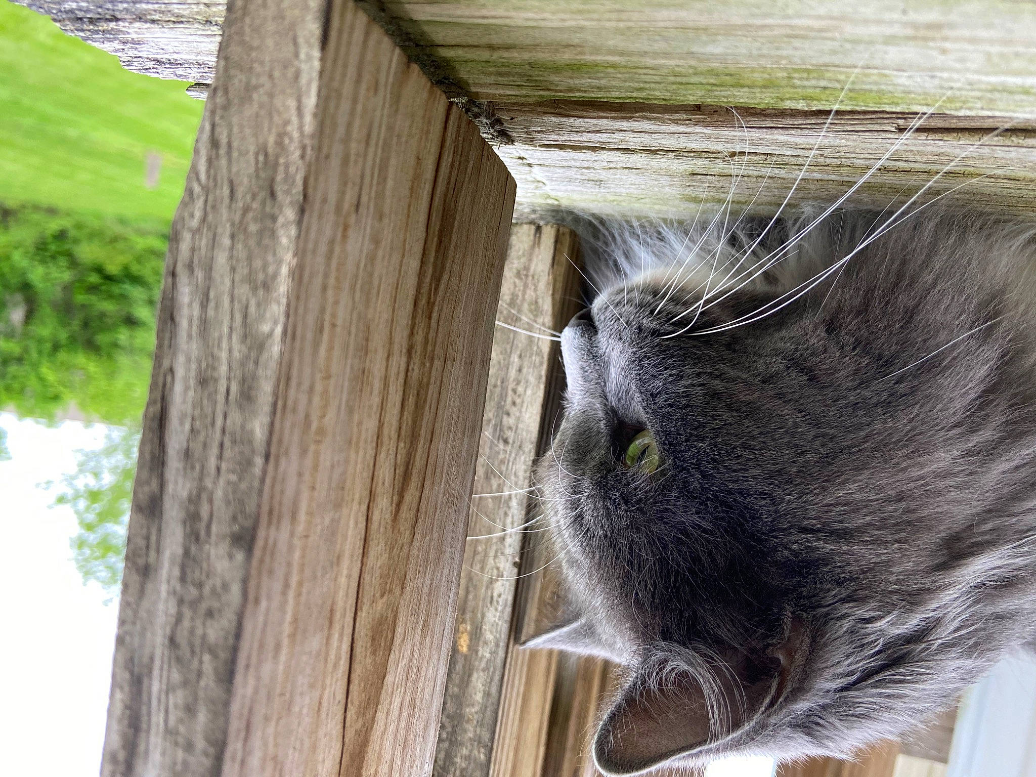 Thanatos joined the competition — help win amazing prizes! carnivore, cat, domestic_short_haired_cat, door, felidae, fur, grass, hardwood, house, plant, small_to_medium_sized_cats, snout, tail, terrestrial_animal, tree, trunk, whiskers, window, wood, wood_stain