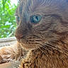 Kitkat Kitterton joined the competition — help win amazing prizes! cat, ginger_cat, close_up, window, greenery, fur, whiskers, animal, pet, portrait, side_view, phone_screen, photo_app, edit_buttons, nature_background, indoor, reflection, orange_fur, eyes, face