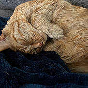 Kitkat Kitterton joined the competition — help win amazing prizes! cat, ginger_cat, sleeping, curled_up, paw, fur, blanket, cozy, resting, pet, animal, domestic_cat, close_up, soft_texture, cute, relaxed, indoors, nap, feline, companion