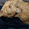 cat, ginger_cat, sleeping, curled_up, paw, fur, blanket, cozy, resting, pet, animal, domestic_cat, close_up, soft_texture, cute, relaxed, indoors, nap, feline, companion