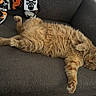 Kitkat Kitterton joined the competition — help win amazing prizes! cat, ginger_cat, fluffy, sleeping, relaxed, couch, indoor, pet, feline, fur, whiskers, paw, cozy, blanket, orange, animal, resting, home, comfortable, lazy