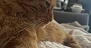 Kitkat Kitterton joined the competition — help win amazing prizes! cat, orange_tabby, close_up, side_profile, whiskers, feline, pet, indoor, quilted_blanket, resting, fur, paw, window, blinds, couch, home_interior, domestic_animal, relaxing, soft_light, cozy