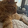 cat, orange_tabby, close_up, side_profile, whiskers, feline, pet, indoor, quilted_blanket, resting, fur, paw, window, blinds, couch, home_interior, domestic_animal, relaxing, soft_light, cozy