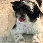 Oreo joined the competition — help win amazing prizes! dog, pet, animal, fluffy, black_and_white, tongue_out, ribbon, floor, tile, cute, happy, domestic_animal, fur, paw, indoor, companion, mammal, face, laying, looking_at_camera