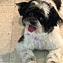 dog, pet, animal, fluffy, black_and_white, tongue_out, ribbon, floor, tile, cute, happy, domestic_animal, fur, paw, indoor, companion, mammal, face, laying, looking_at_camera