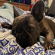 Bella joined the competition — help win amazing prizes! dog, french_bulldog, pet, bed, blanket, indoor, cozy, sleepy, animal, canine, ears, paw, fur, resting, closeup, domestic, home, cute, companion, relaxed