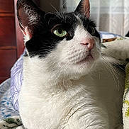 Dracula joined the competition — help win amazing prizes! cat, black_and_white, green_eyes, close_up, whiskers, indoor, pet, feline, fur, bed, blanket, comfort, relaxed, portrait, animal, domestic, cute, nose, ear