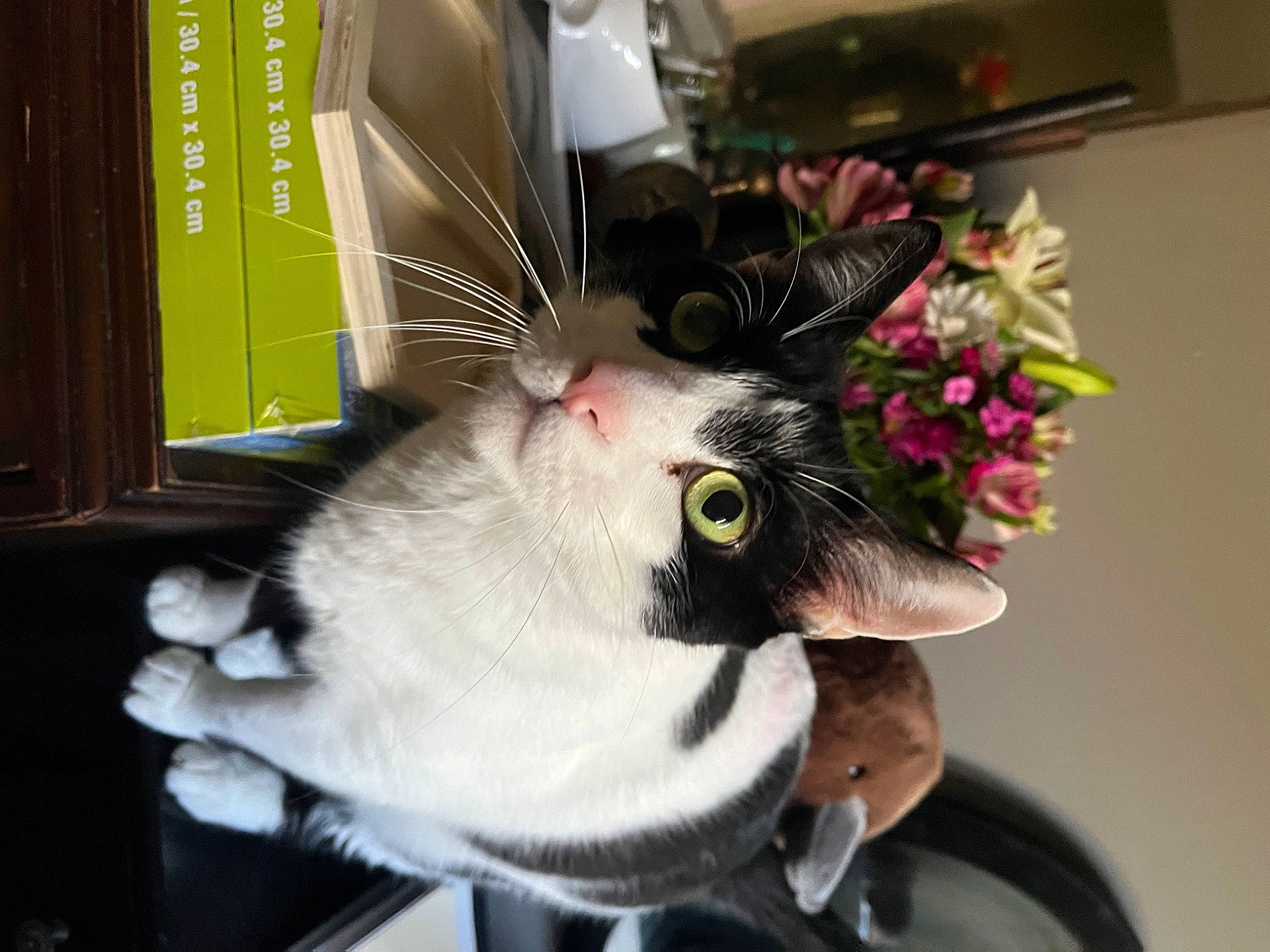 Dracula is registered to the contest to win money with this photo: canidae, carnivore, cat, claw, collar, domestic_short_haired_cat, ear, felidae, flower, fur, gesture, lap, paw, plant, small_to_medium_sized_cats, snout, tail, whiskers