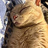 Chadock a rejoint le concours — aidez-le/la à gagner de superbes lots ! cat, orange_cat, sleeping, close_up, fur, whiskers, nose, ear, blanket, pattern, cozy, resting, domestic_cat, pet, feline, soft, cute, relaxation, indoor, closeup