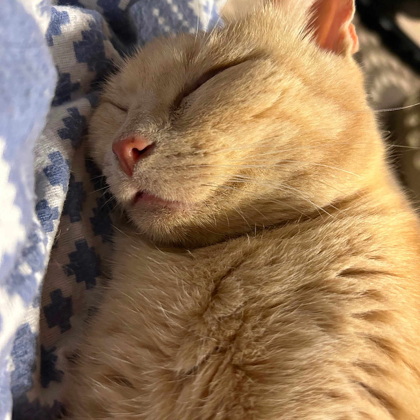 Chadock a rejoint le concours — aidez-le/la à gagner de superbes lots ! cat, orange_cat, sleeping, close_up, fur, whiskers, nose, ear, blanket, pattern, cozy, resting, domestic_cat, pet, feline, soft, cute, relaxation, indoor, closeup