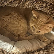 Chadock participe au concours pour gagner de l'argent avec cette photo : cat, ginger_cat, pet, sleeping, cozy, bed, furry, fur, animal, indoor, resting, cute, whiskers, paw, tail, warm_light, relaxation, domestic, soft, cushion
