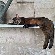 Figaro a rejoint le concours — aidez-le/la à gagner de superbes lots ! cat, sleeping, shelf, watering_can, stone_wall, relaxed, paw, fur, animal, indoor, resting, peaceful, brown, black, striped, pet, quiet, cozy, long_tail, ears