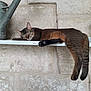 cat, sleeping, shelf, watering_can, stone_wall, relaxed, paw, fur, animal, indoor, resting, peaceful, brown, black, striped, pet, quiet, cozy, long_tail, ears