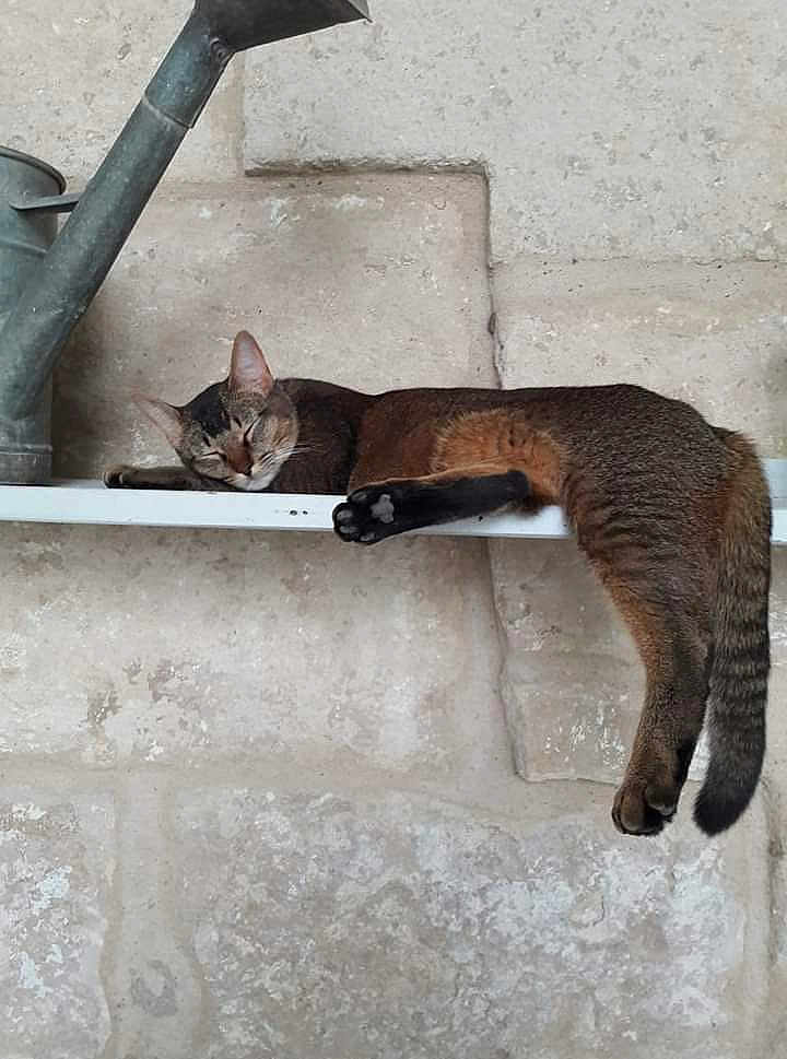 Figaro a rejoint le concours — aidez-le/la à gagner de superbes lots ! cat, sleeping, shelf, watering_can, stone_wall, relaxed, paw, fur, animal, indoor, resting, peaceful, brown, black, striped, pet, quiet, cozy, long_tail, ears