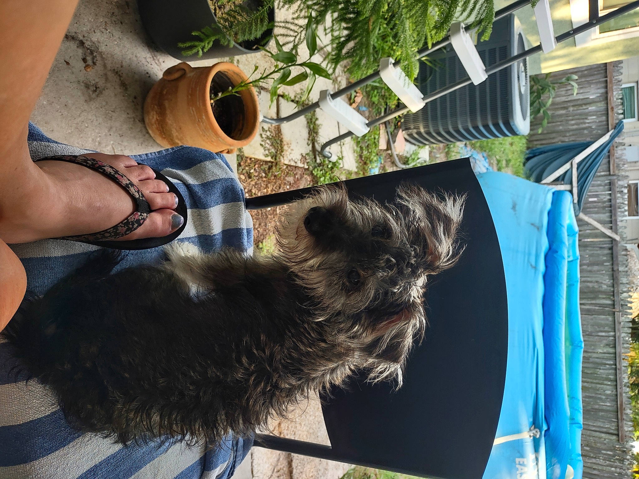 Buddy is registered to the contest to win money with this photo: canidae, carnivore, cup, dog_breed, eyewear, felidae, fur, grass, green, house, human_leg, plant, small_to_medium_sized_cats, sporting_group, tail, terrestrial_animal, thigh, tree, whiskers, window