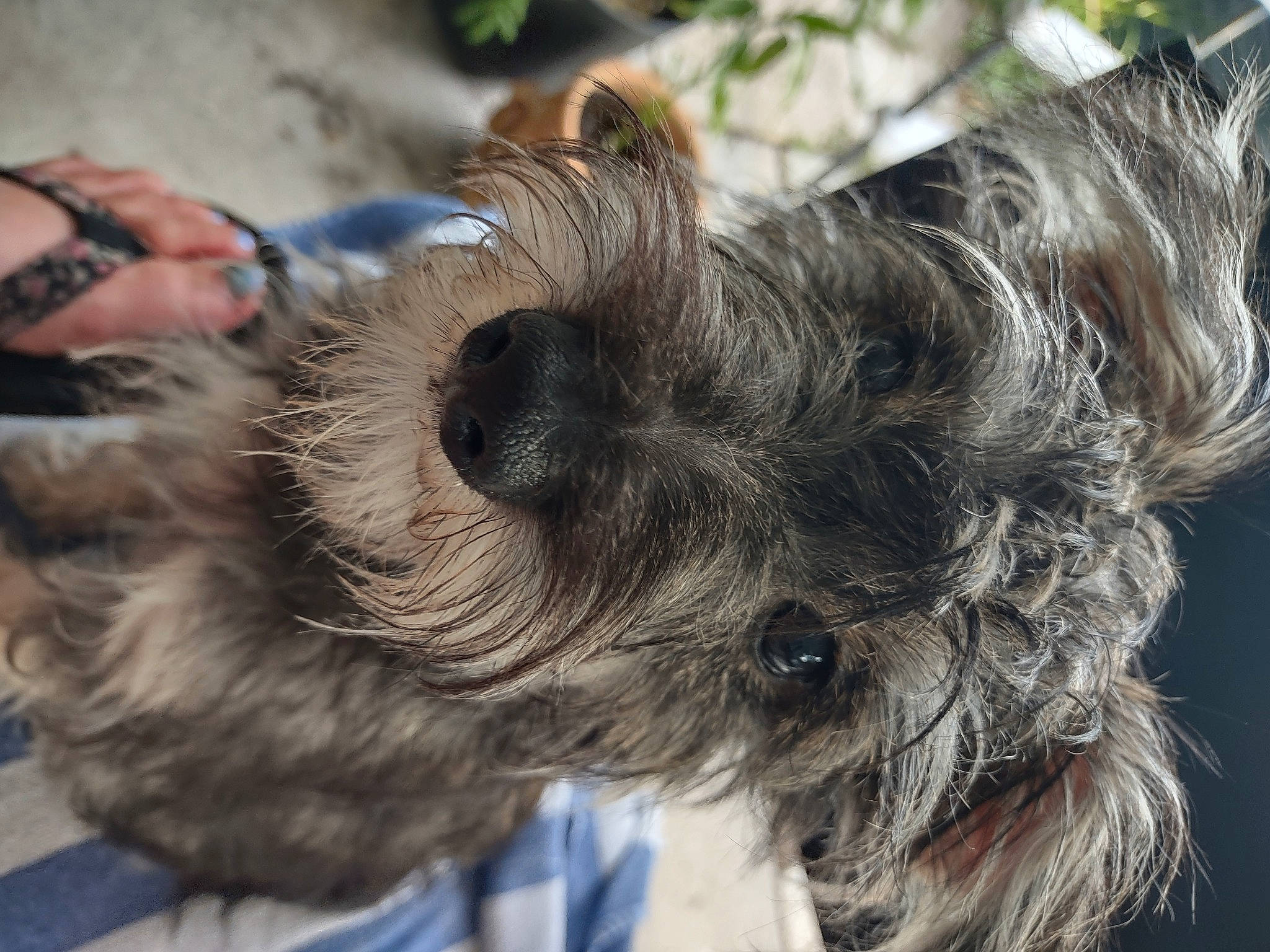 Buddy joined the competition — help win amazing prizes! canidae, carnivore, claw, companion_dog, dog, dog_breed, dog_collar, ear, fur, liver, paw, puppy, schnauzer, small_terrier, snout, sporting_group, terrier, toy_dog, whiskers, working_animal