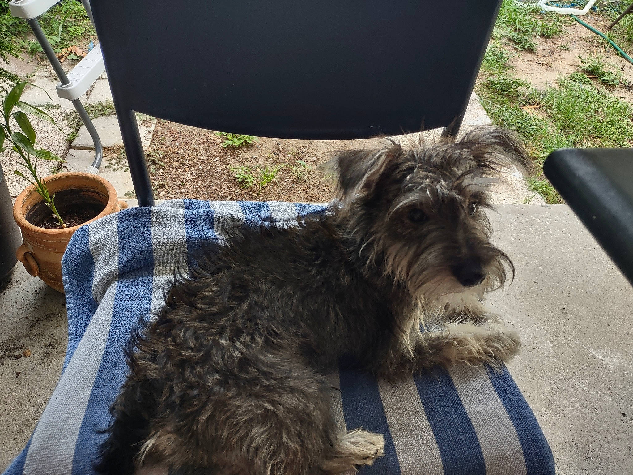 Buddy is registered to the contest to win money with this photo: canidae, carnivore, companion_dog, cup, dog, dog_breed, flowerpot, fur, grass, plant, schnauzer, serveware, small_terrier, snout, sporting_group, tableware, terrier, toy_dog, water_dog, working_animal