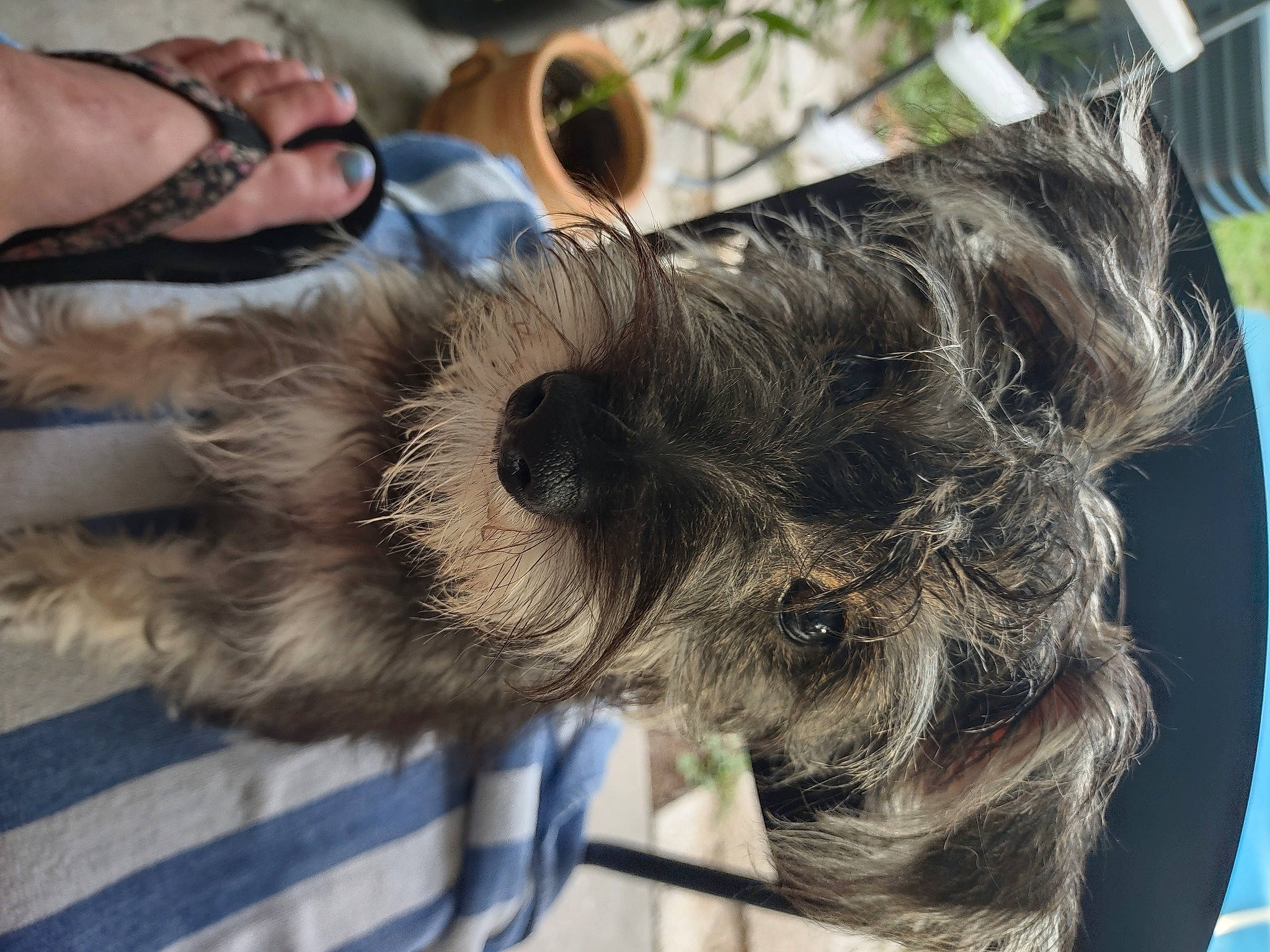 Buddy joined the competition — help win amazing prizes! canidae, carnivore, claw, collar, companion_dog, dog, dog_breed, dog_collar, ear, fawn, fur, liver, paw, small_terrier, snout, sporting_group, terrier, toy_dog, whiskers, working_animal