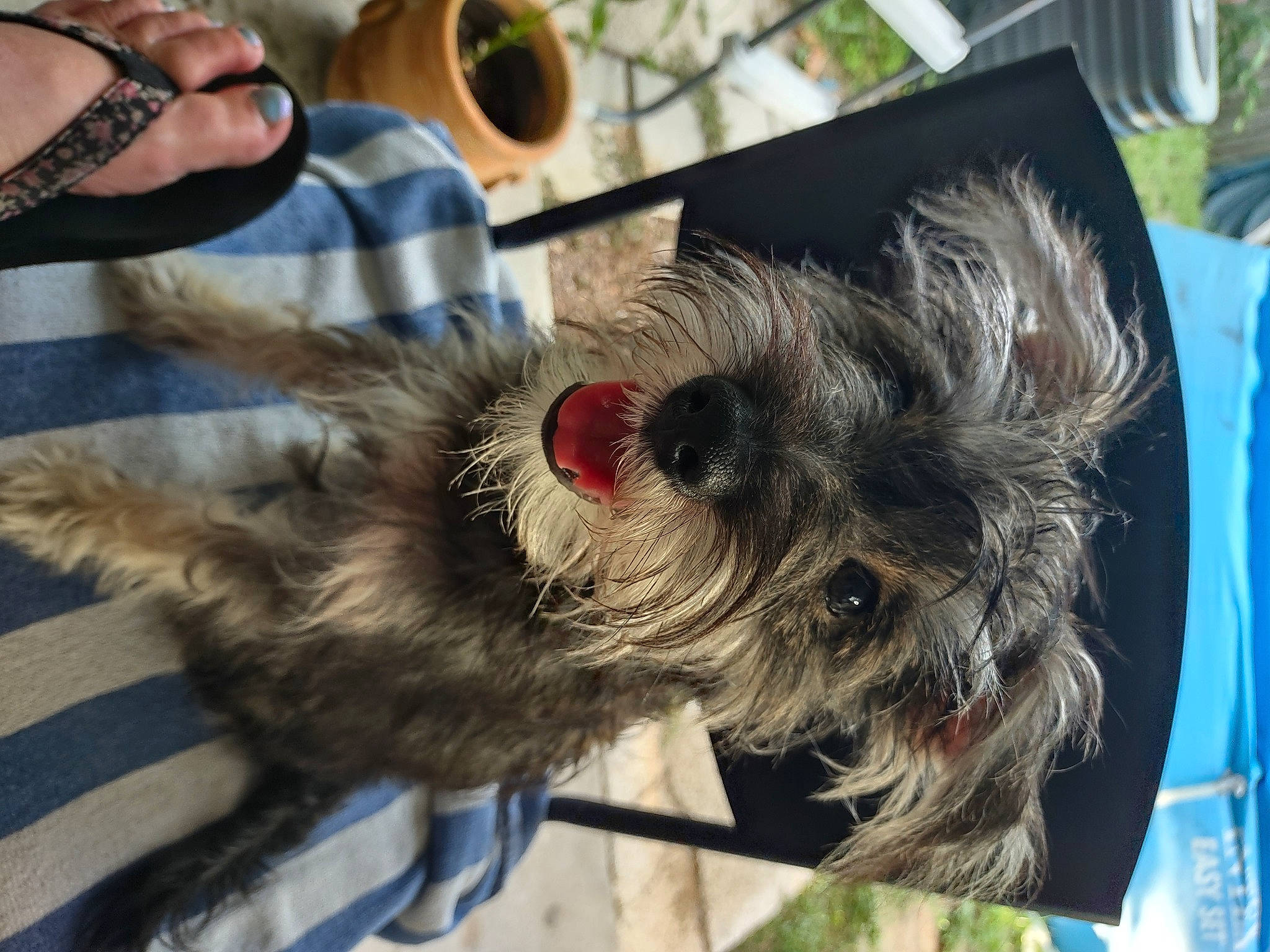 Buddy is registered to the contest to win money with this photo: biewer_terrier, canidae, carnivore, collar, companion_dog, dog, dog_breed, dog_supply, fawn, felidae, fur, paw, schnauzer, small_terrier, snout, sporting_group, terrier, toy_dog, whiskers, working_animal