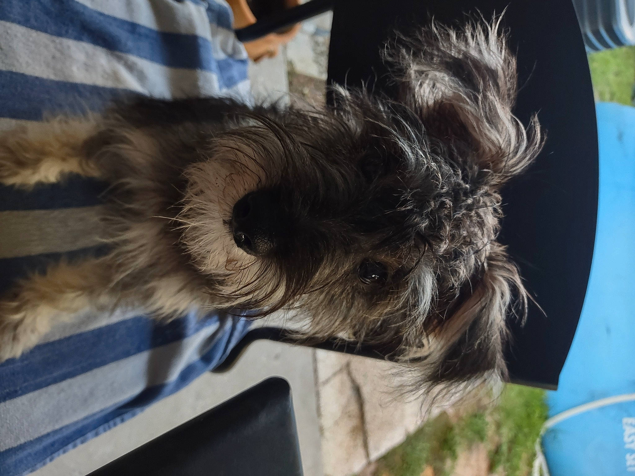 Buddy joined the competition — help win amazing prizes! canidae, carnivore, collar, companion_dog, dog, dog_breed, felidae, fur, liver, schnauzer, small_terrier, small_to_medium_sized_cats, snout, sporting_group, tail, terrier, toy_dog, whiskers, working_animal, yorkipoo