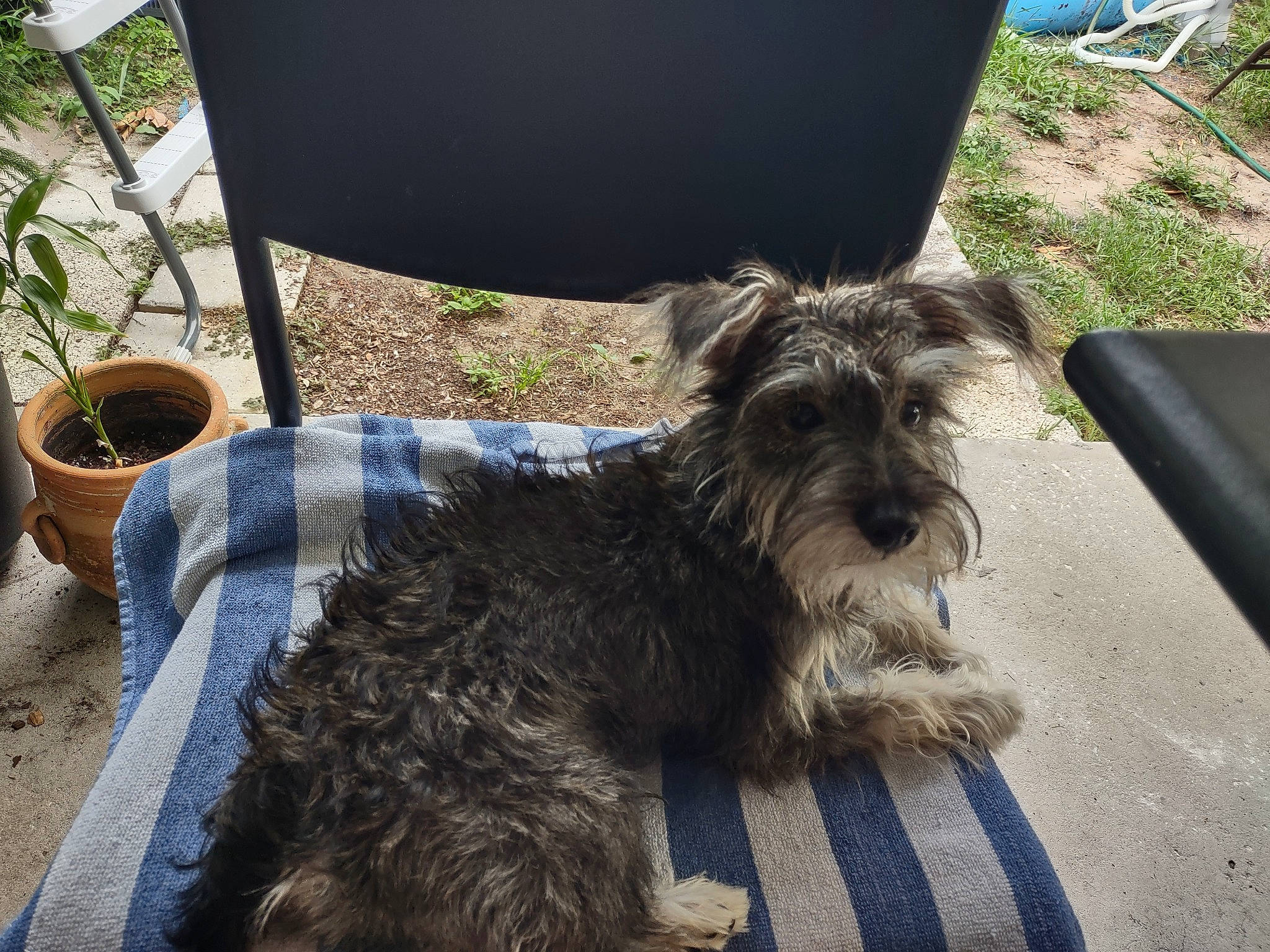 Buddy joined the competition — help win amazing prizes! canidae, carnivore, chair, collar, companion_dog, dog, dog_breed, dog_collar, fur, grass, plant, schnauzer, small_terrier, snout, sporting_group, tableware, terrier, toy_dog, water_dog, working_animal