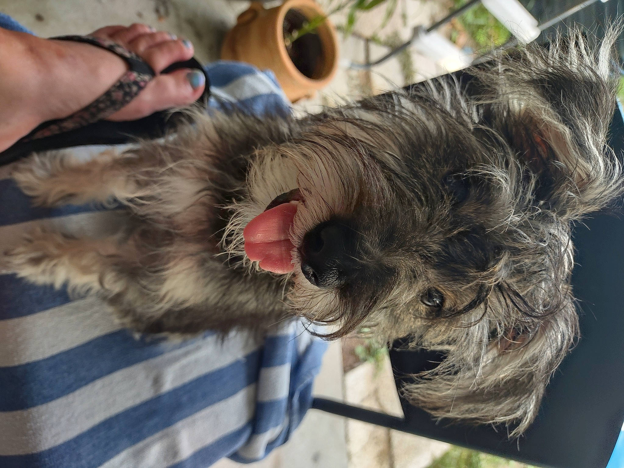 Buddy joined the competition — help win amazing prizes! canidae, carnivore, claw, collar, companion_dog, dog, dog_breed, dog_collar, ear, fawn, felidae, fur, liver, paw, small_to_medium_sized_cats, snout, sporting_group, terrier, whiskers, working_animal