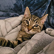 Atchoum a rejoint le concours — aidez-le/la à gagner de superbes lots ! cat, tabby_cat, pet, animal, feline, blanket, cozy, fur, whiskers, ears, paw, indoor, resting, sleepy, cute, soft, comfort, close_up, relaxation, warm
