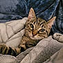 cat, tabby_cat, pet, animal, feline, blanket, cozy, fur, whiskers, ears, paw, indoor, resting, sleepy, cute, soft, comfort, close_up, relaxation, warm