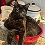 animal, black_cat, bowl, cat, ceramic_jars, curious, domestic_cat, eyes, feline, fur, granite_countertop, home, indoor, kitchen_counter, pet, pitcher, relaxed, stretching_paw, tail, whiskers