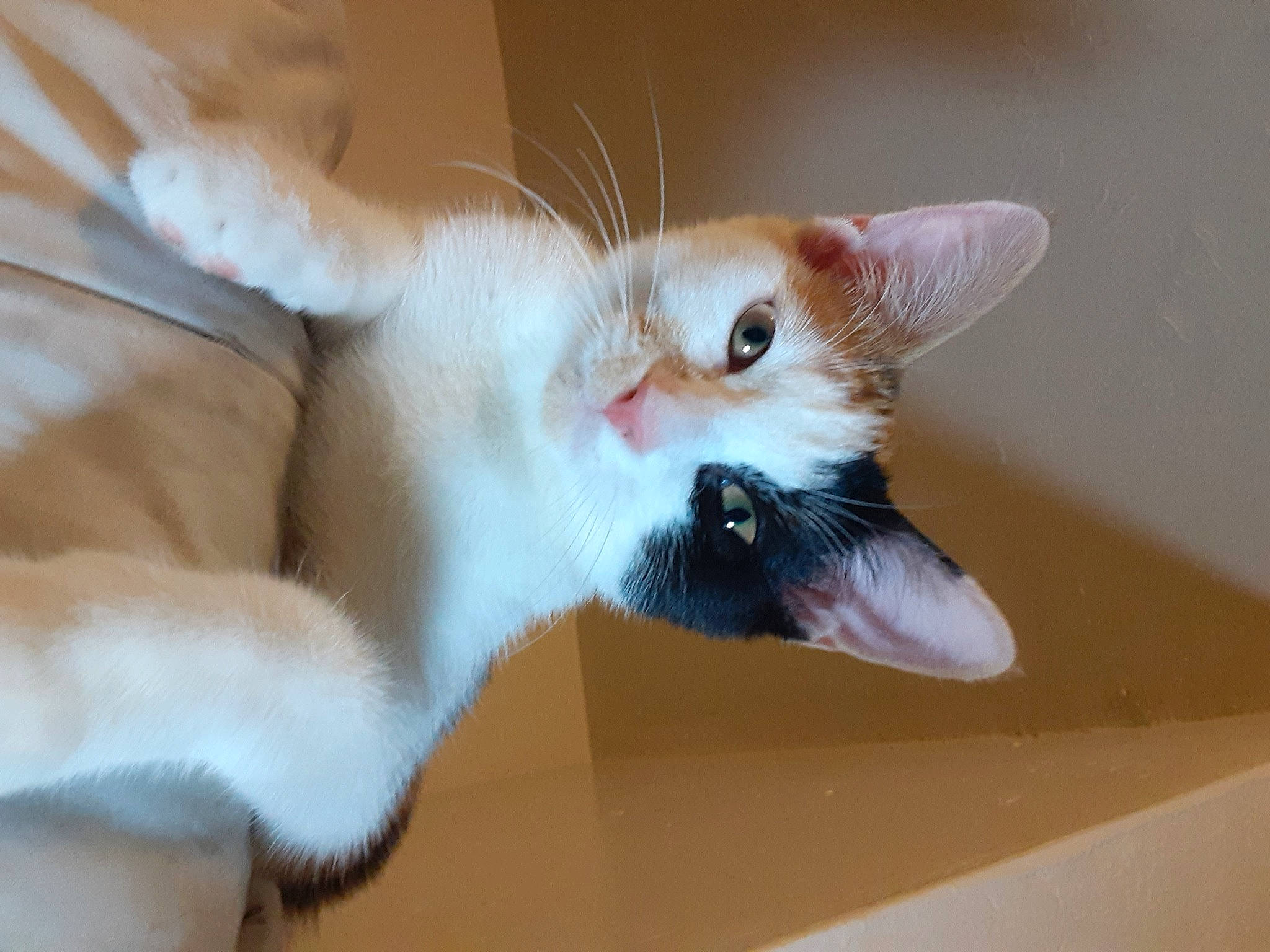 Leche is registered to the contest to win money with this photo: aegean_cat, asian, balinese, carnivore, cat, ear, fawn, felidae, javanese, kitten, mammal, ojos_azules, oriental_longhair, paw, singapura, small_to_medium_sized_cats, snout, tail, turkish_van, whiskers