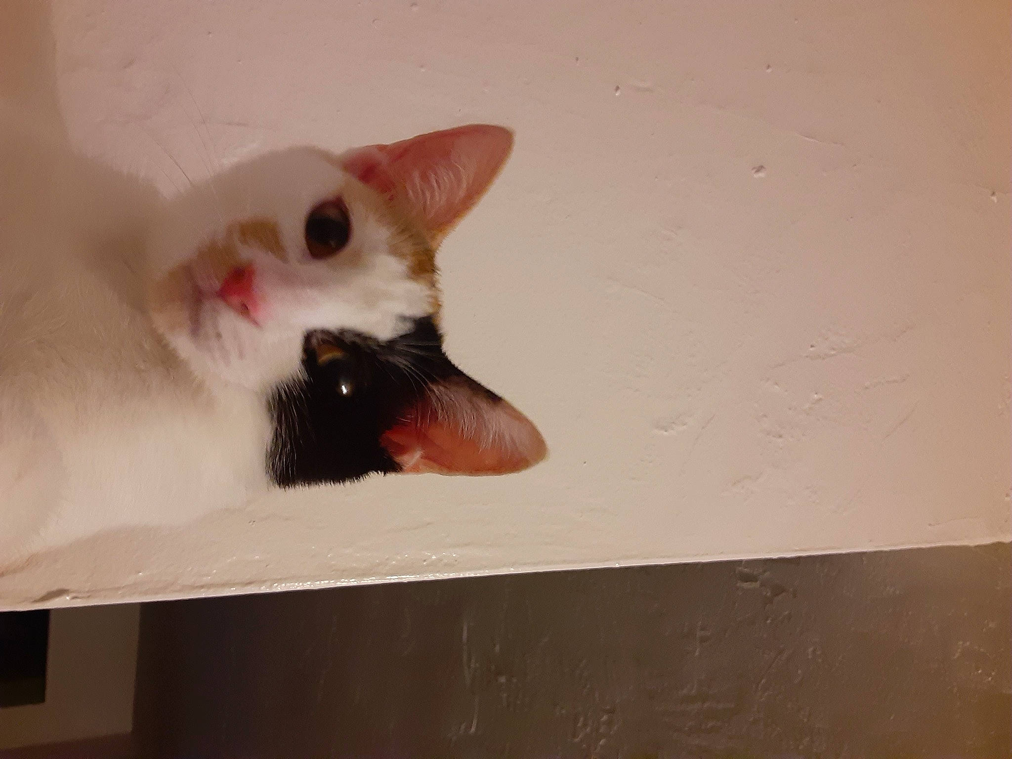 Leche joined the competition — help win amazing prizes! carnivore, cat, fawn, felidae, nose, skin, small_to_medium_sized_cats, snout, tail, turkish_van, whiskers